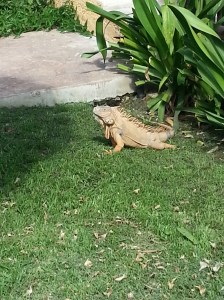 The locals love the sun too!