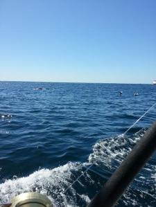 When fishing in this area, the boats go hunting for the fish.  The best way to spot them is to look for the dolphins fishing.