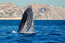 Humpback whale breaching - http://www.slipperylizzardsportfishing.com/whale-watching.htm