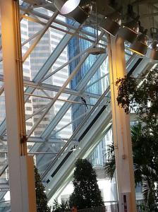 We found a magpie in Devonian Gardens.  He reminded me of Burt, our Australian magpie buddy.  The ones out west here don't carol like the Australian version though.  Do you think the Canadian magpie is jealous of his cousins down under?