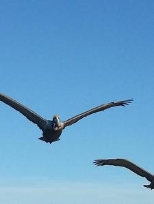 pelicans follow the fishing boat