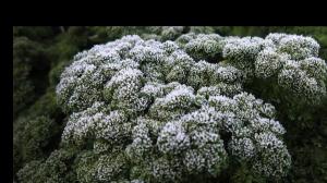 frozen parsley in Bendigo