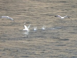 gannets fishing