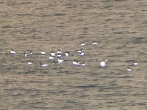 little penguins in Perce