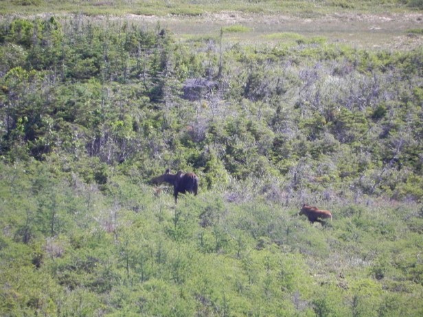 moose and calf