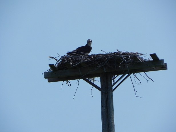 osprey on the way to Miscou