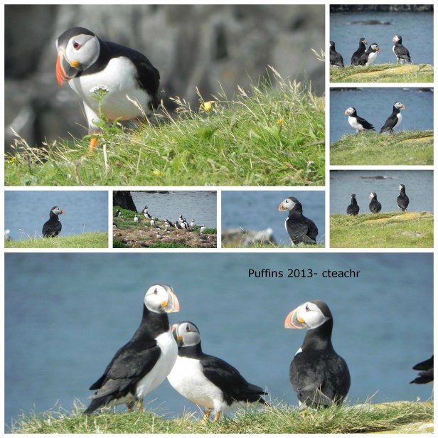 puffins collage