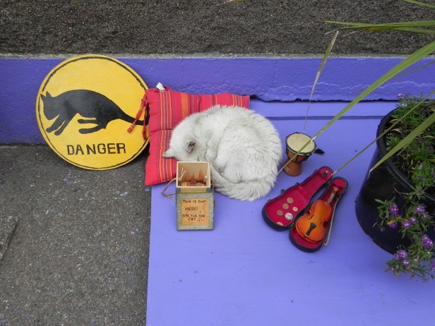 sign warns to beware of crossing cats