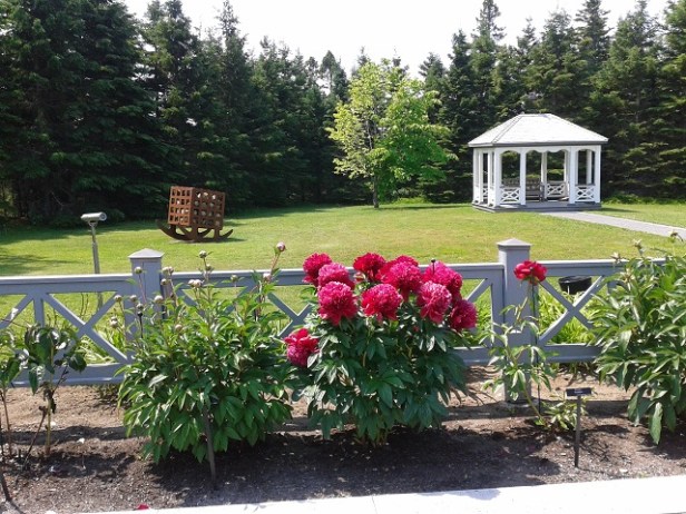 The peony garden of the Villa Estavan