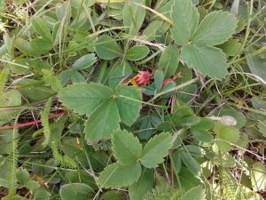 wild strawberries