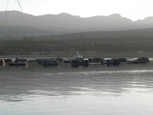 Oyster in the making!