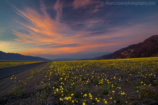 Death Valley Wild Flowers Bloom