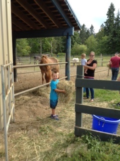 feeding horses