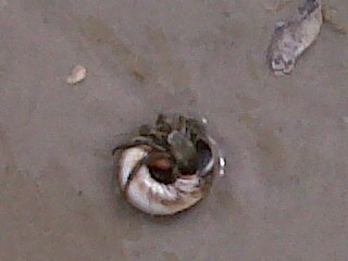 hermit crab