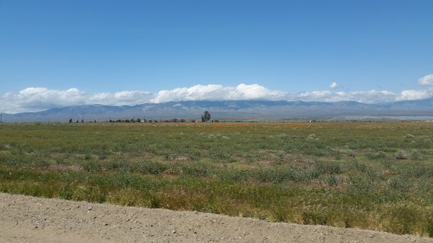 california poppies north of LA county