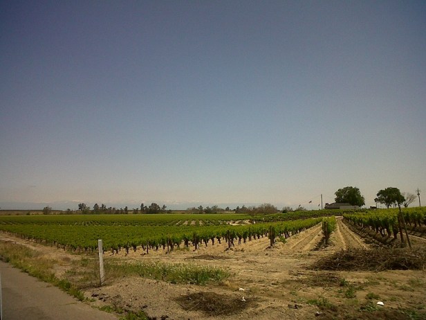 California vineyards