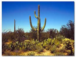 saguaro cactus