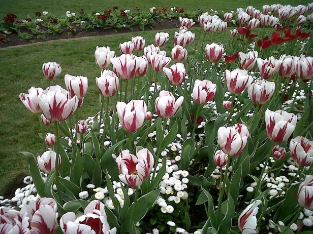 Canada tulips Victoria