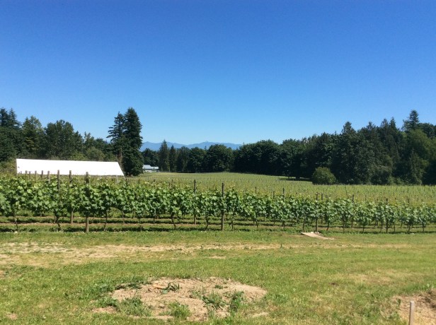 singletree vineyard