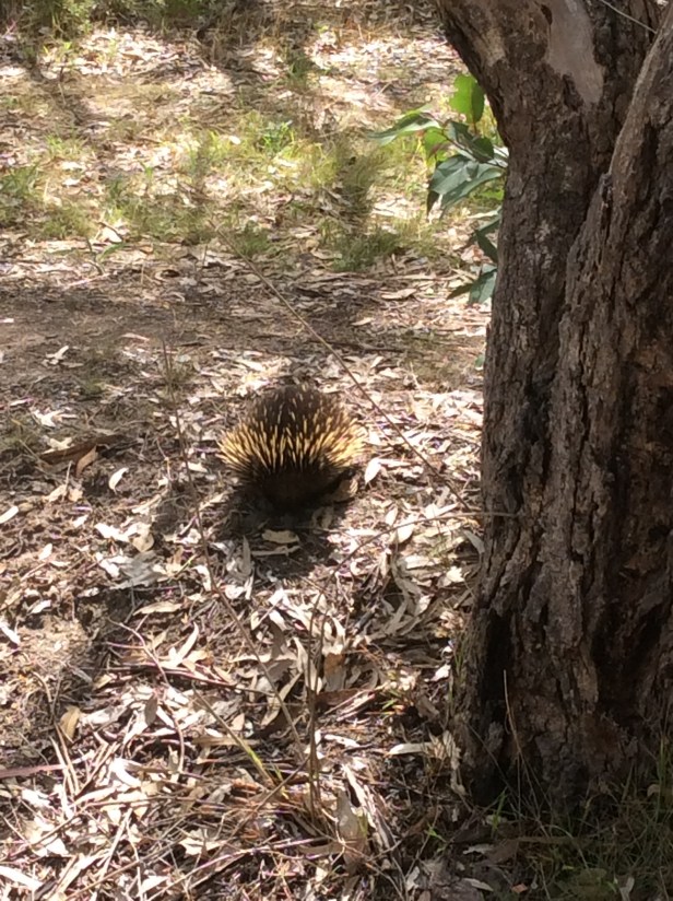 7D0B6335-FDE5-41DC-A59A-7DB821DCCA2A