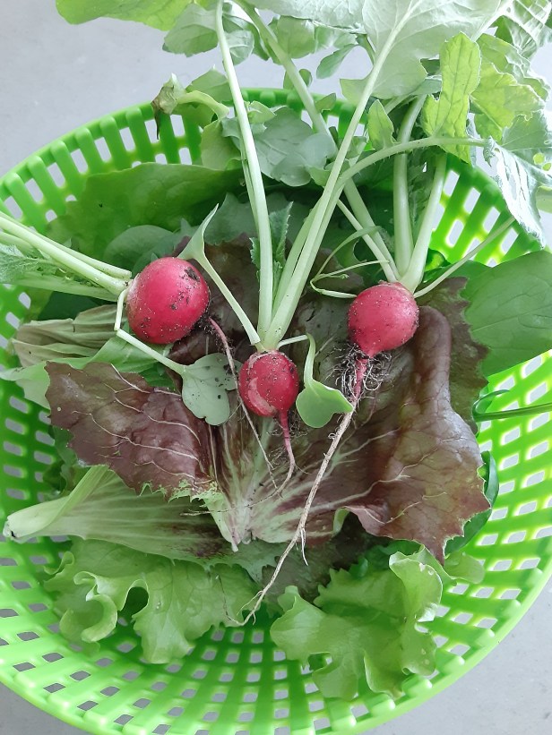 fresh lettuces, radishes